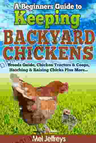 A Beginners Guide To Keeping Backyard Chickens Breeds Guide Chicken Tractors Coops Hatching Raising Chicks Plus More (Simple Living)